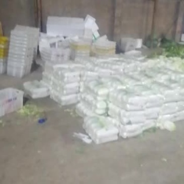 大白菜打包中云南气温下降全部蔬菜都涨价欢迎选购