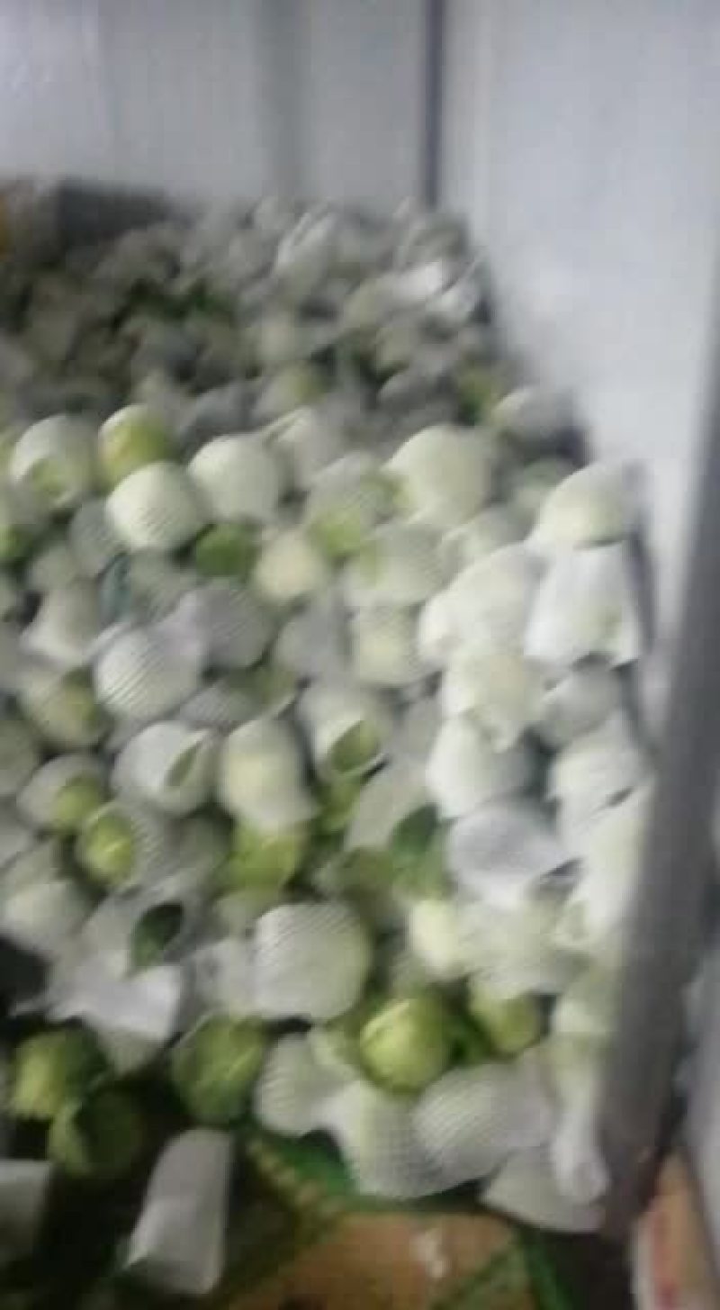 大白菜打包中云南气温下降全部蔬菜都涨价欢迎选购
