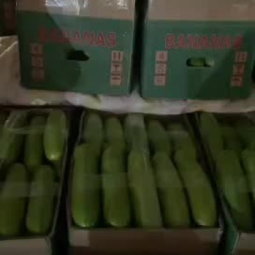 精品西葫芦开始上市了，需要的老板随时找我