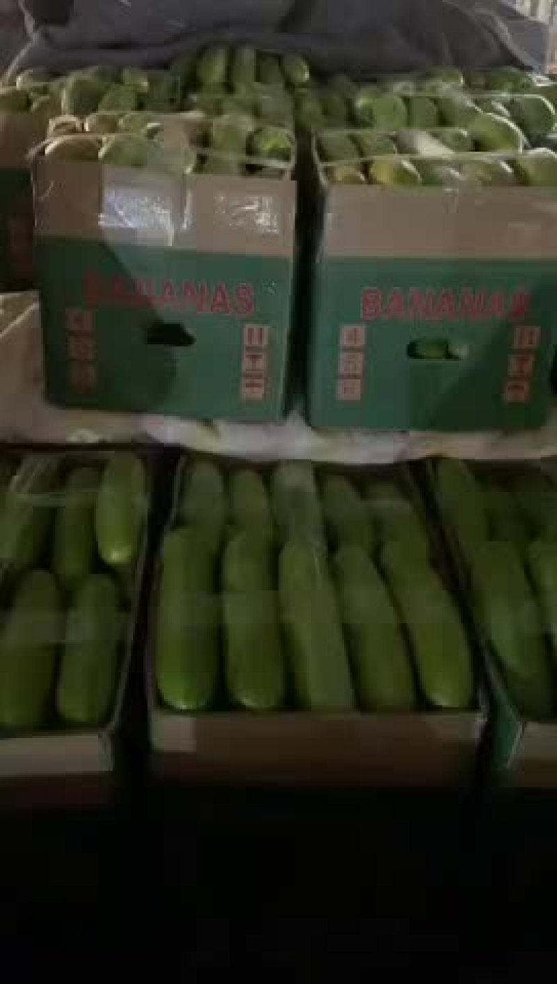 精品西葫芦开始上市了，需要的老板随时找我