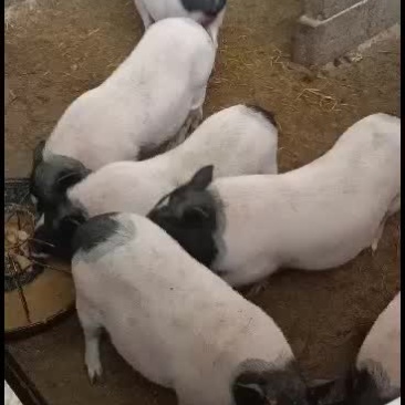 巴马香猪，巴马香猪散养