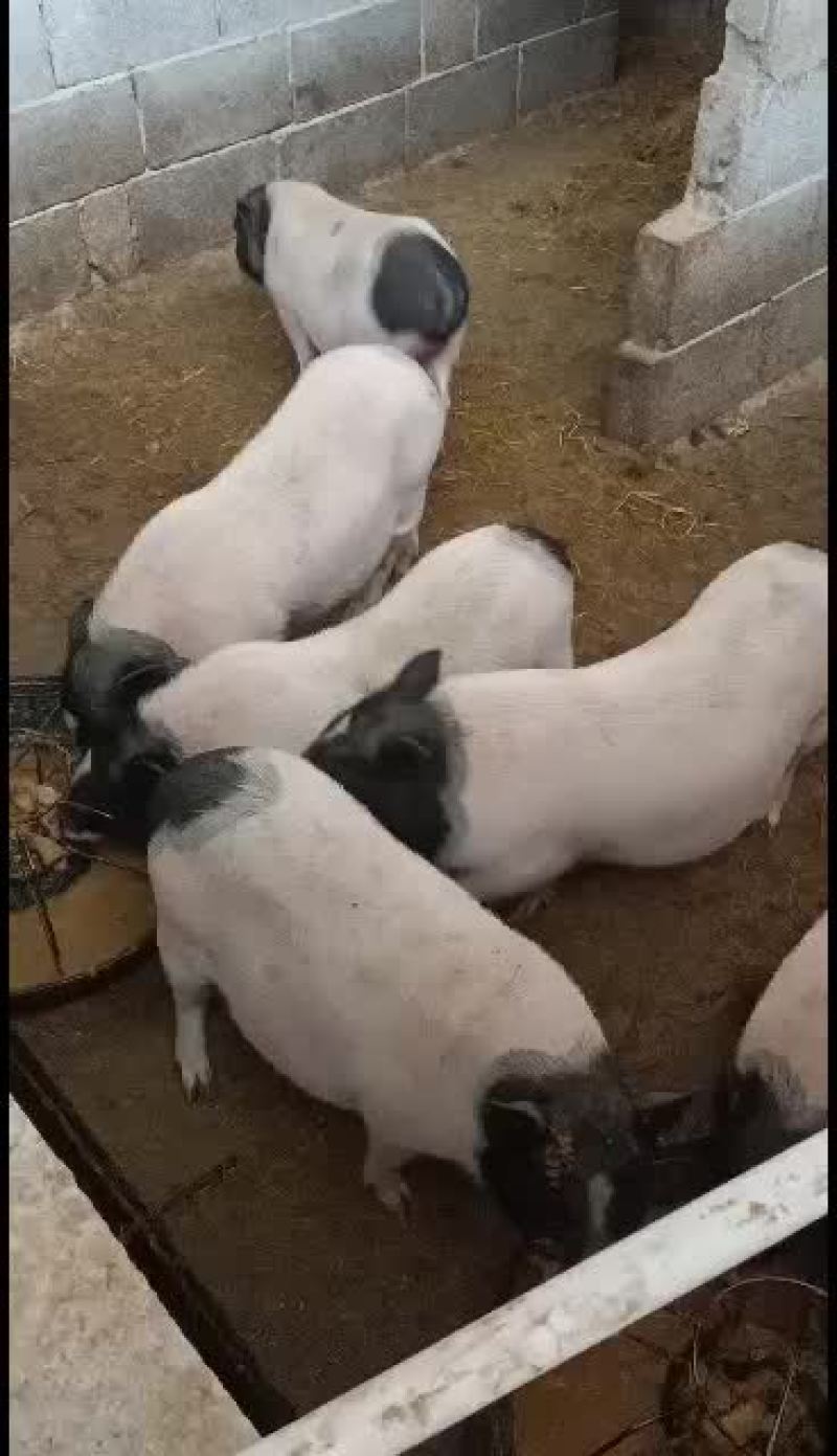 巴马香猪，巴马香猪散养