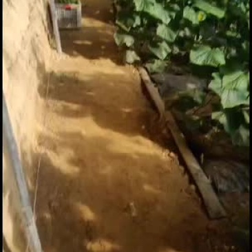 精品黄瓜大量有货欢迎