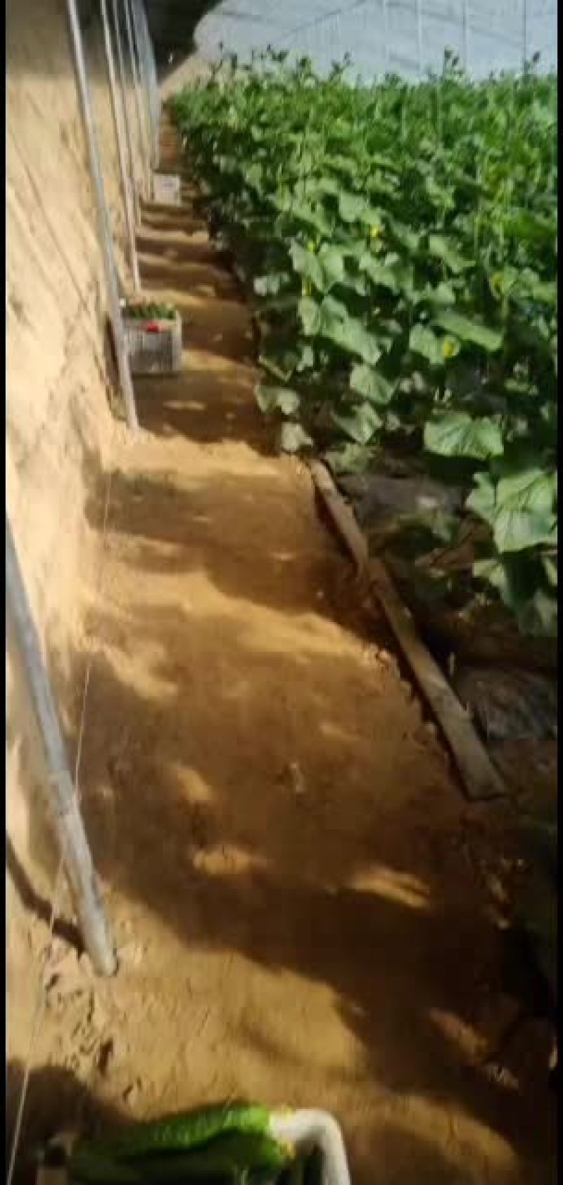精品黄瓜大量有货欢迎