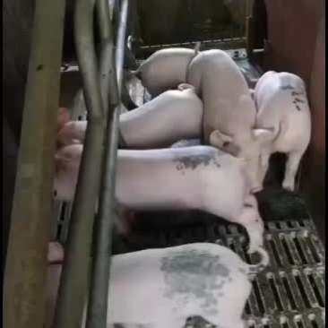 高产猪仔猪崽养猪种苗