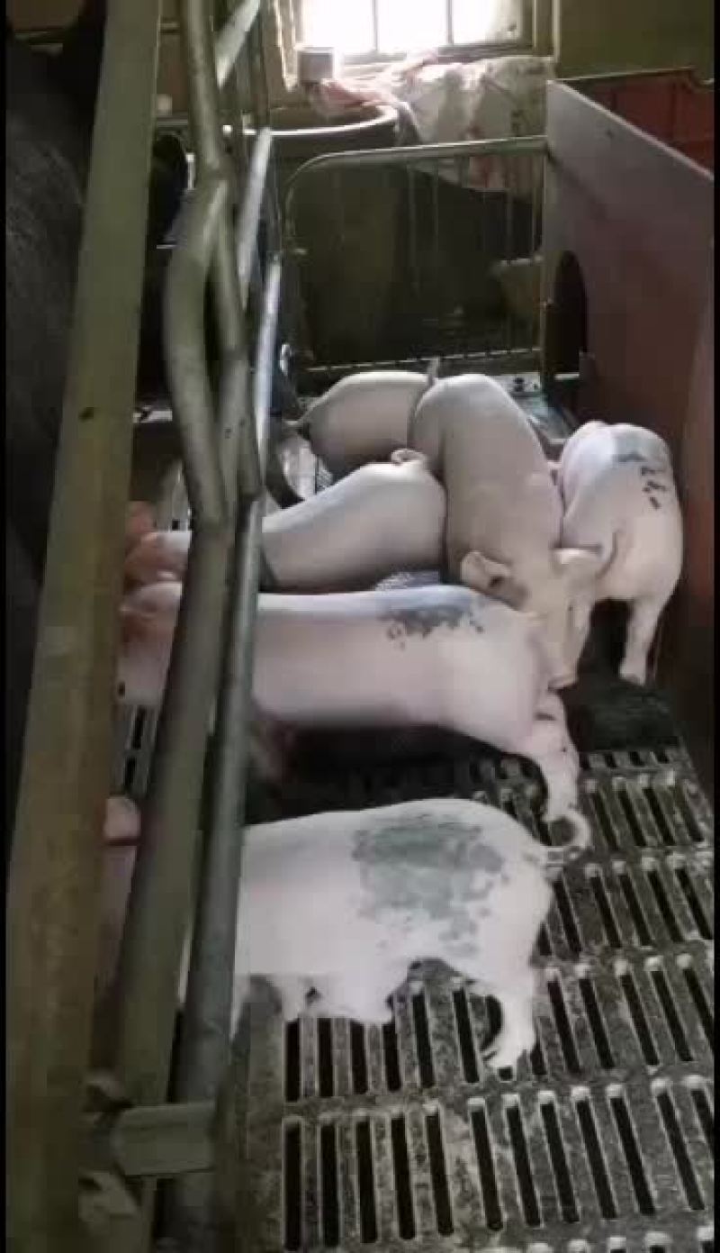 高产猪仔猪崽养猪种苗