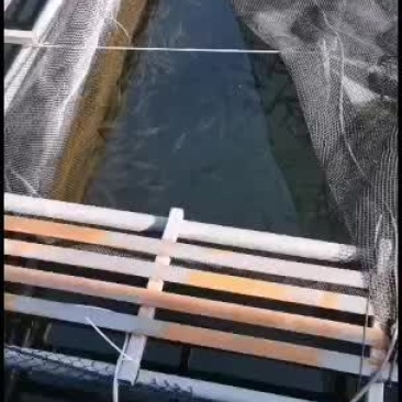 淡水石斑鱼种鱼光唇鱼种鱼