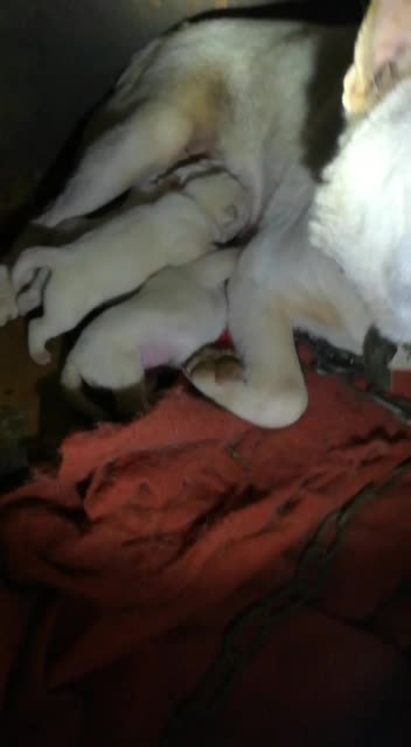 2021年短毛小下司牛气冲天
