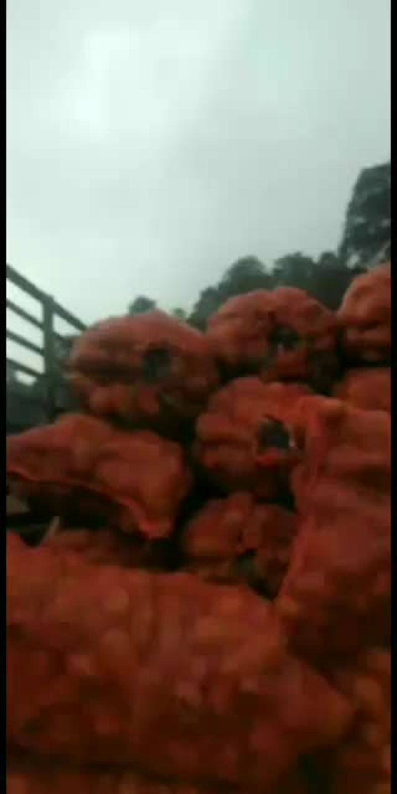 合作88高原高海拨红皮黄心土豆