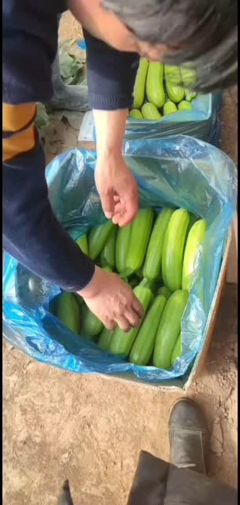 西葫芦西葫芦茭瓜茭瓜