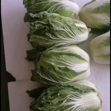 甘肃武山青杂三号白菜
