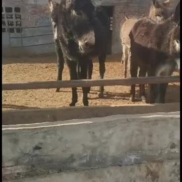 肉驴品种肉驴价格肉驴养殖技术肉驴养殖场