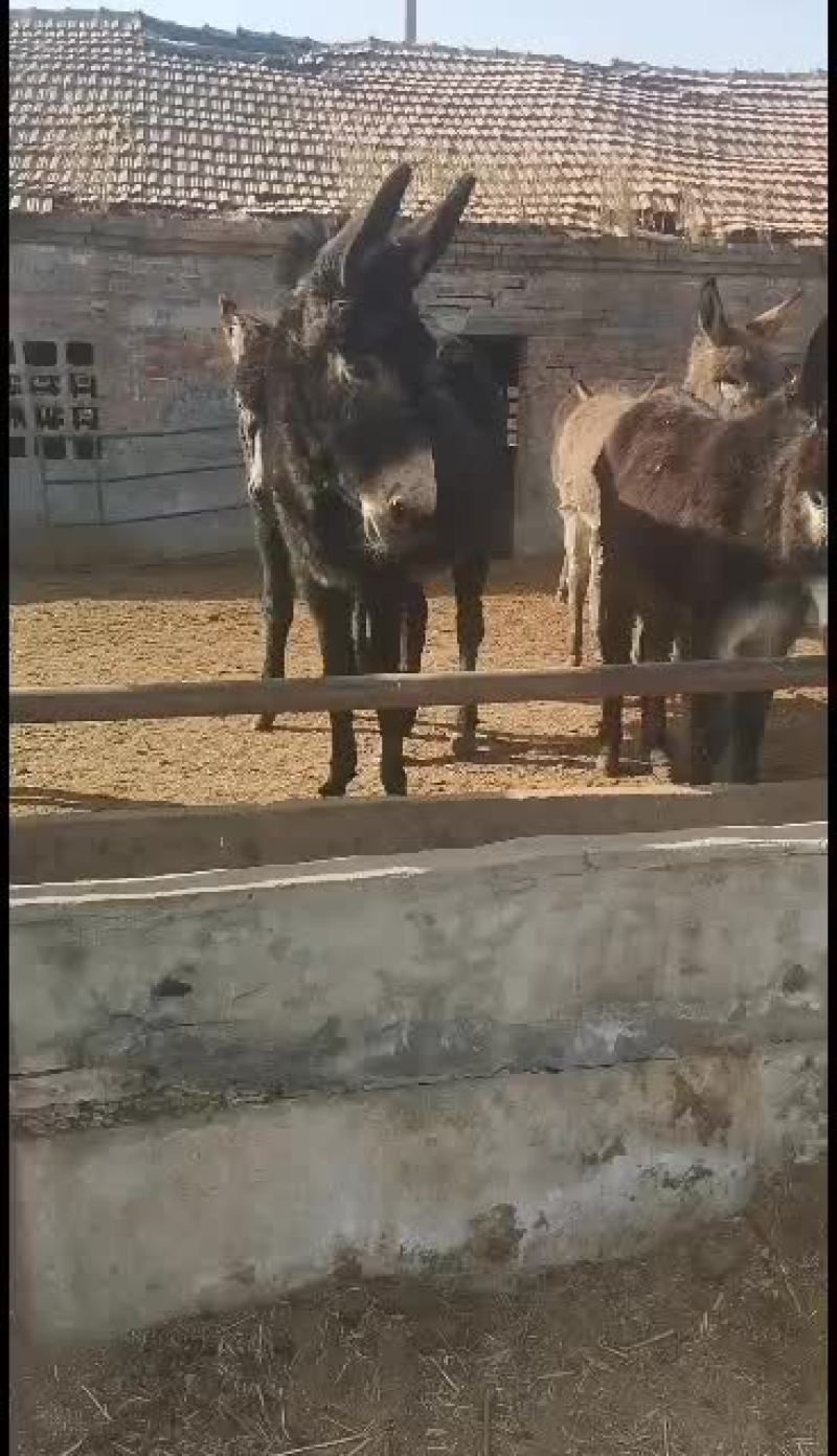 肉驴品种肉驴价格肉驴养殖技术肉驴养殖场