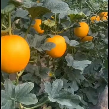久红瑞甜瓜四月份上市