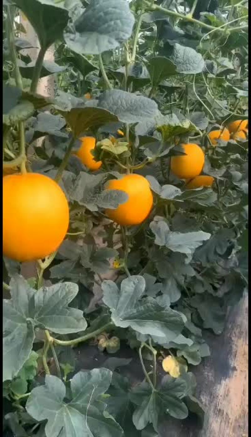 久红瑞甜瓜四月份上市