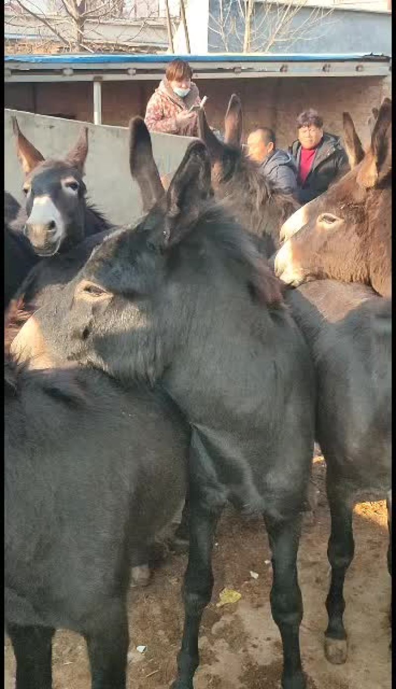 改良肉驴，德州驴，陕西粉驴关东驴乌头驴。