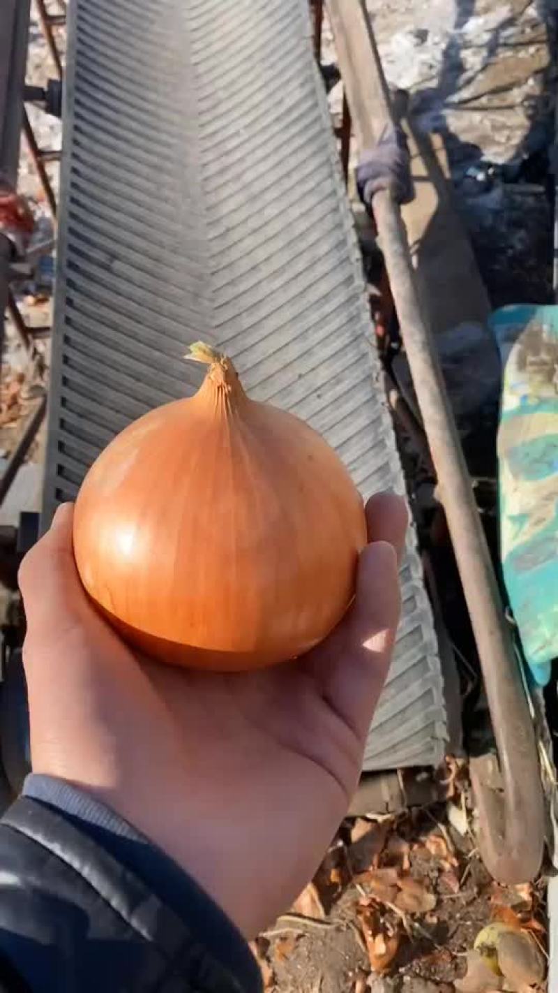 齐齐哈尔洋葱陆续出库