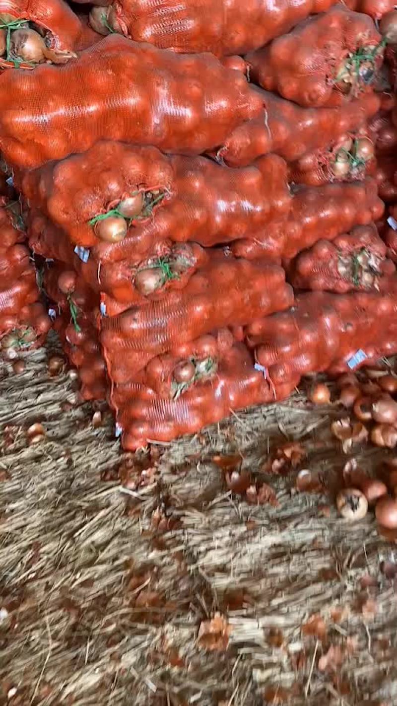 齐齐哈尔洋葱陆续出库