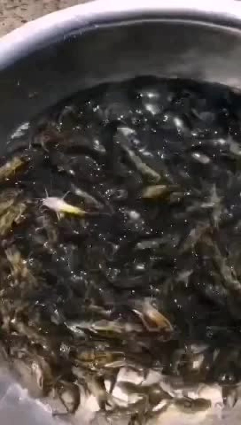 黄颡鱼苗，皮毛漂亮，一斤50--70尾