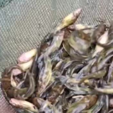 黄颡鱼苗，皮毛漂亮，一斤50--70尾