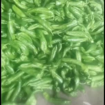 精品尖椒欢迎全国客商前来洽谈