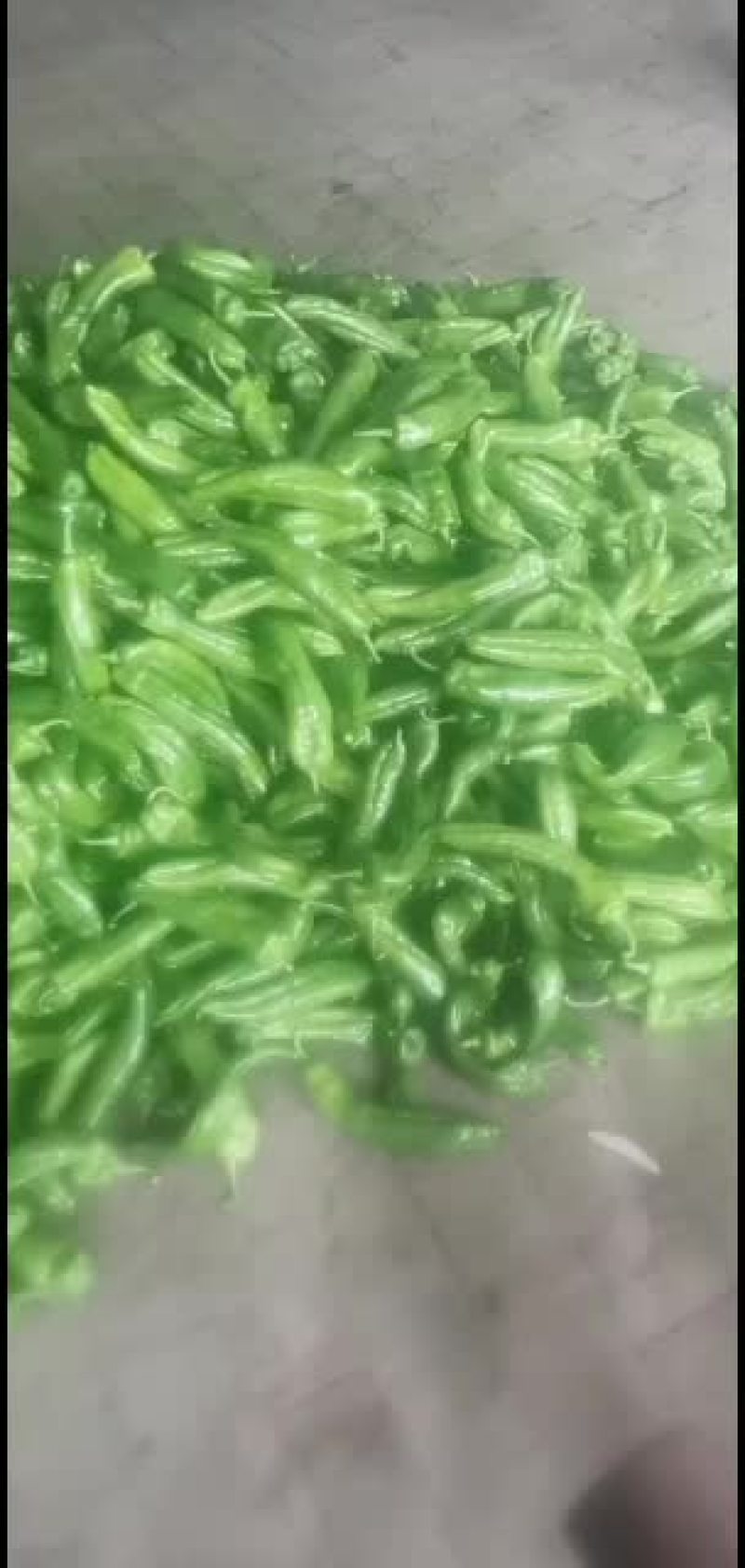 精品尖椒欢迎全国客商前来洽谈