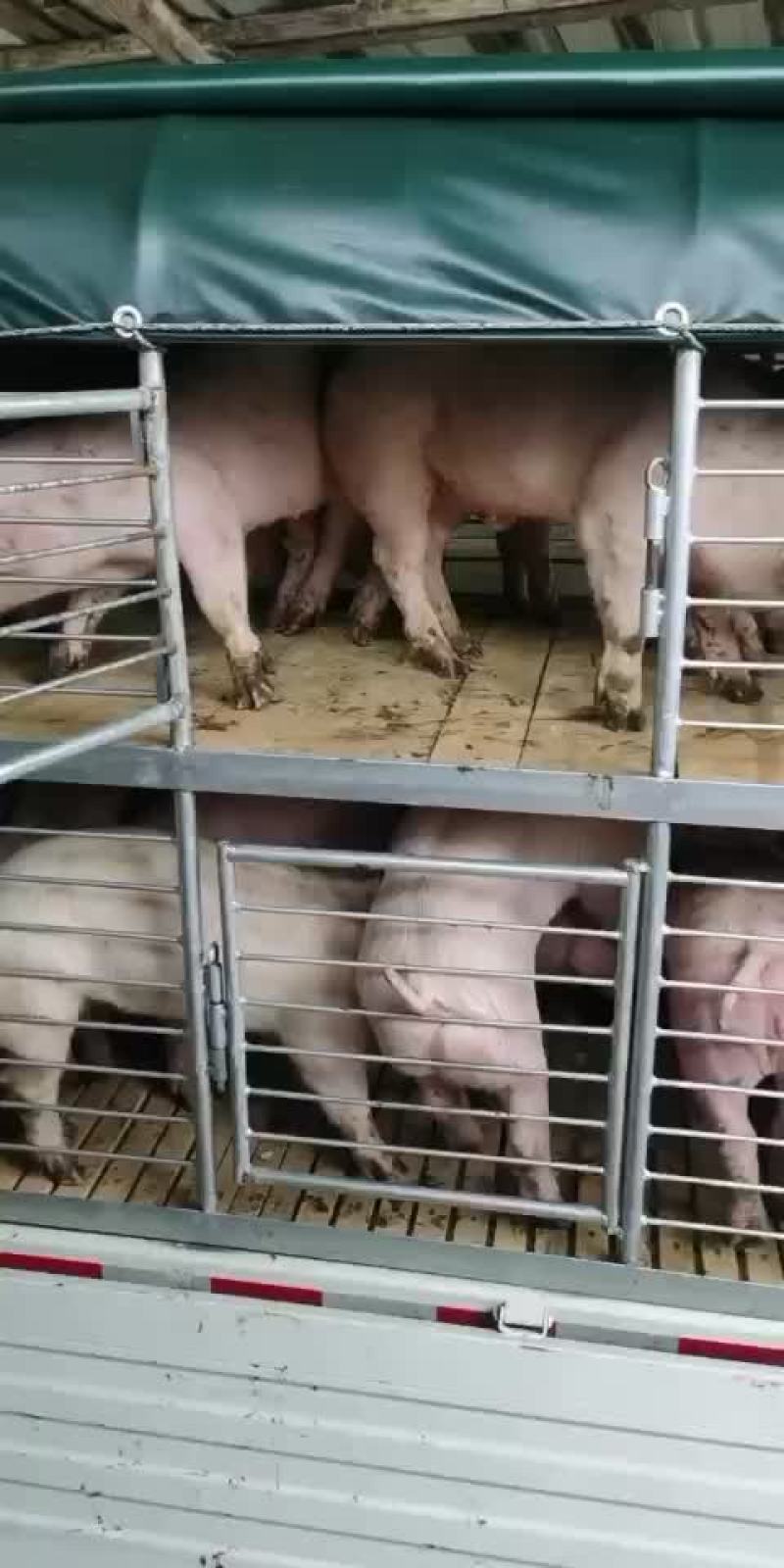 供应优质外三元长白红毛土杂良杂猪