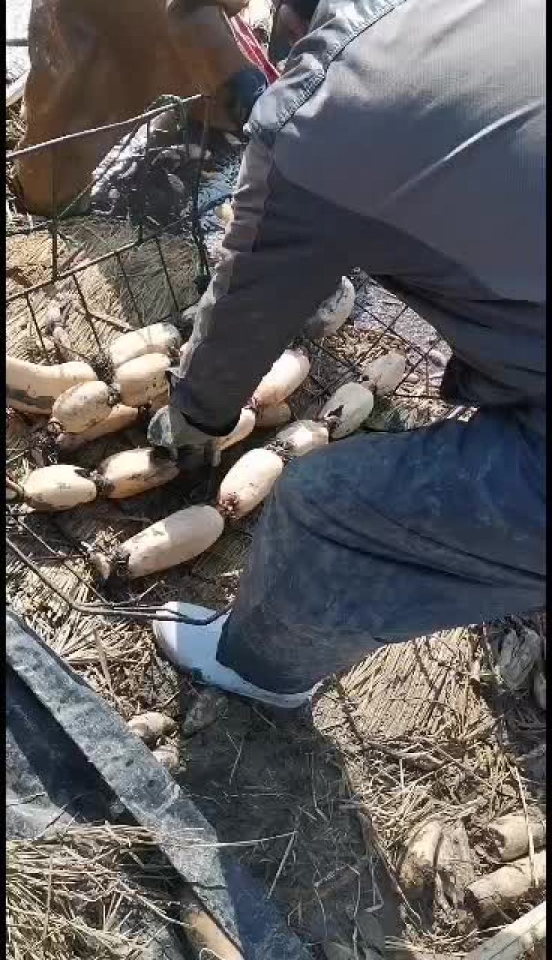 精品大地红，有分之九十主条！可水洗