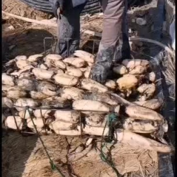 精品大地红，有分之九十主条！可水洗