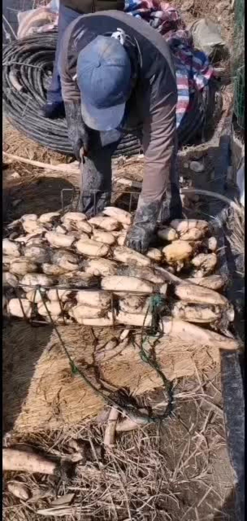 精品大地红，有分之九十主条！可水洗