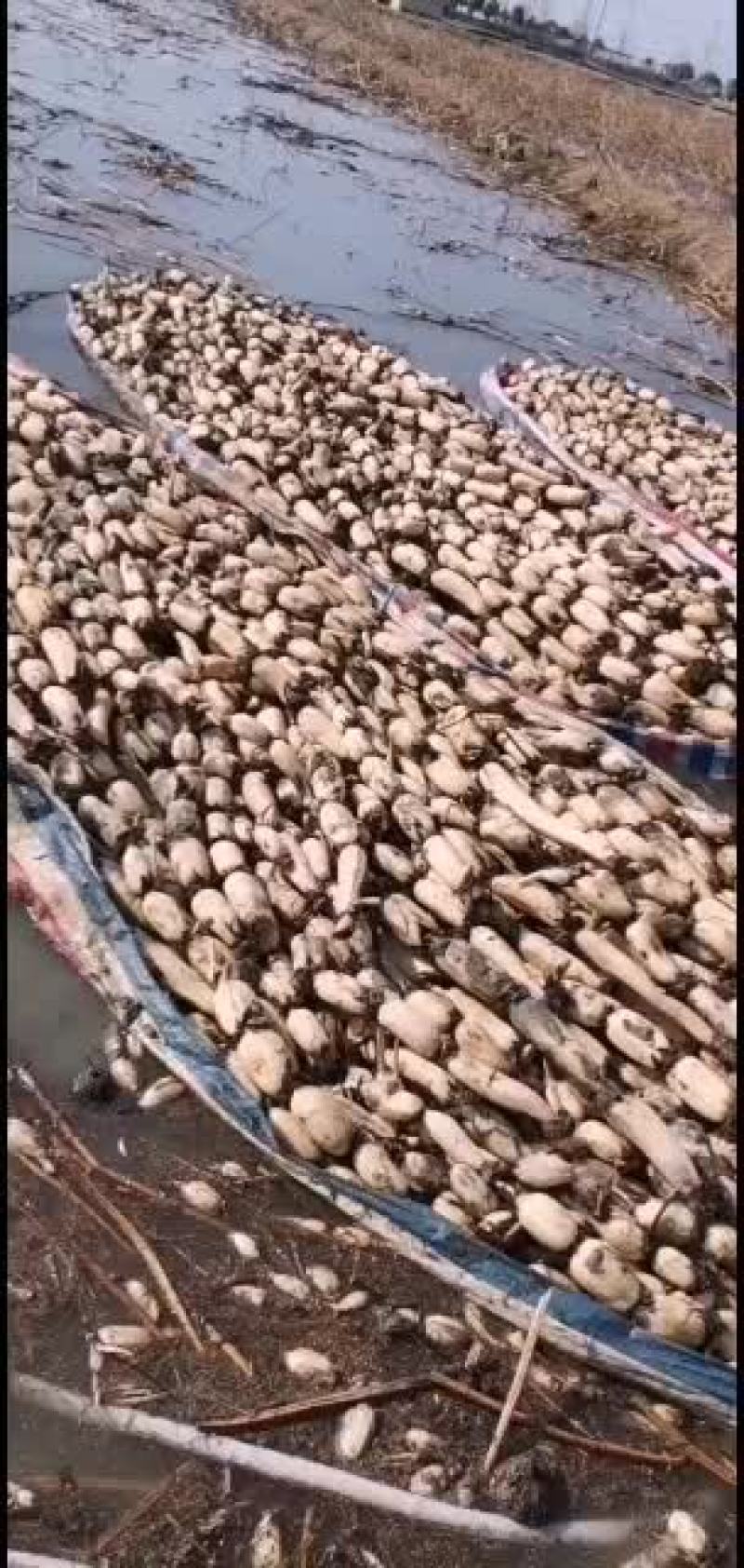 精品大地红，有分之九十主条！可水洗