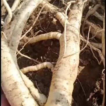 鲜段栽防风大货河南禹州