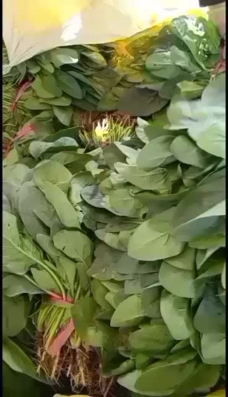 河北衡水菠菜正在大量上市中