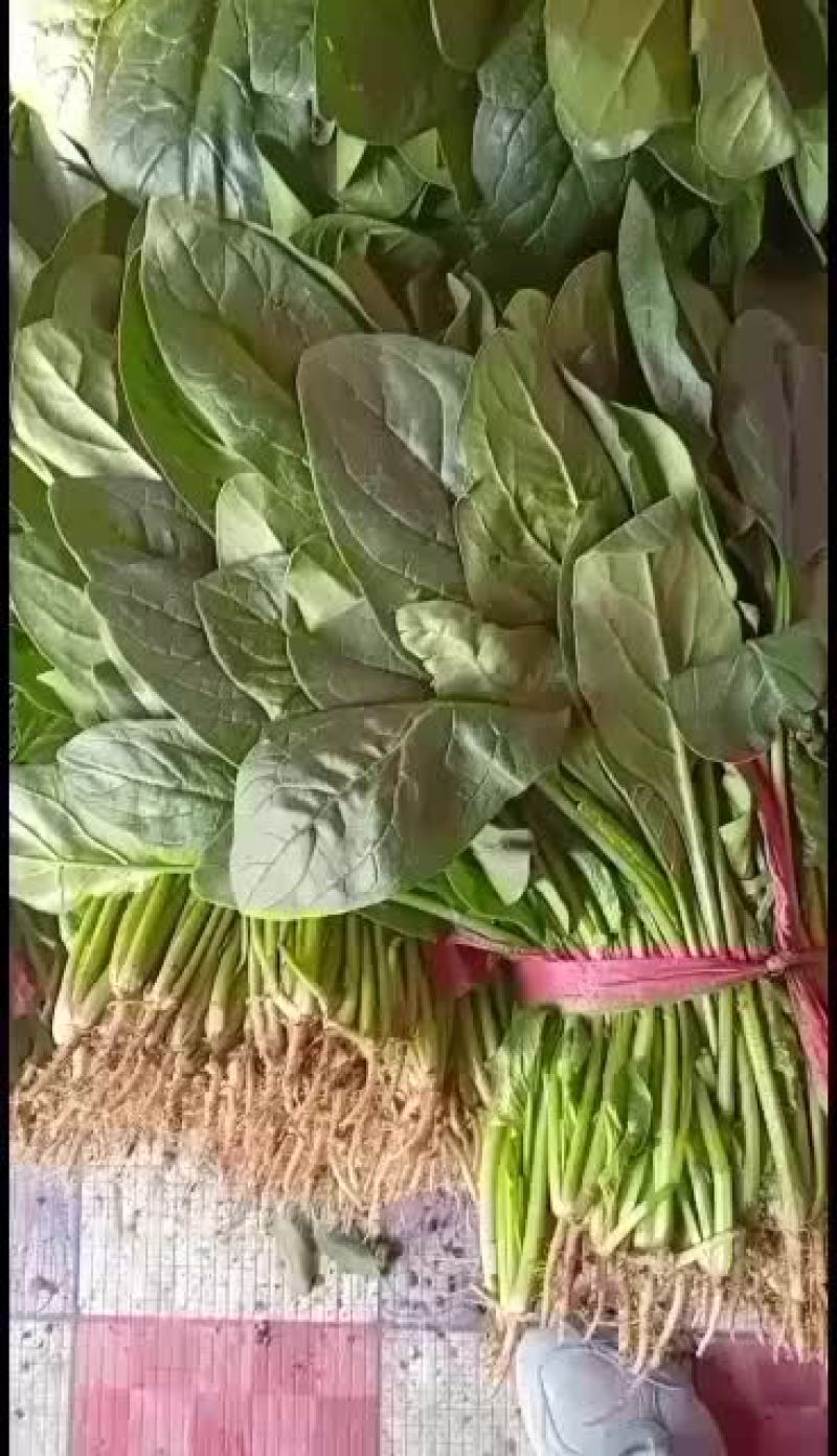 河北衡水菠菜正在大量上市中