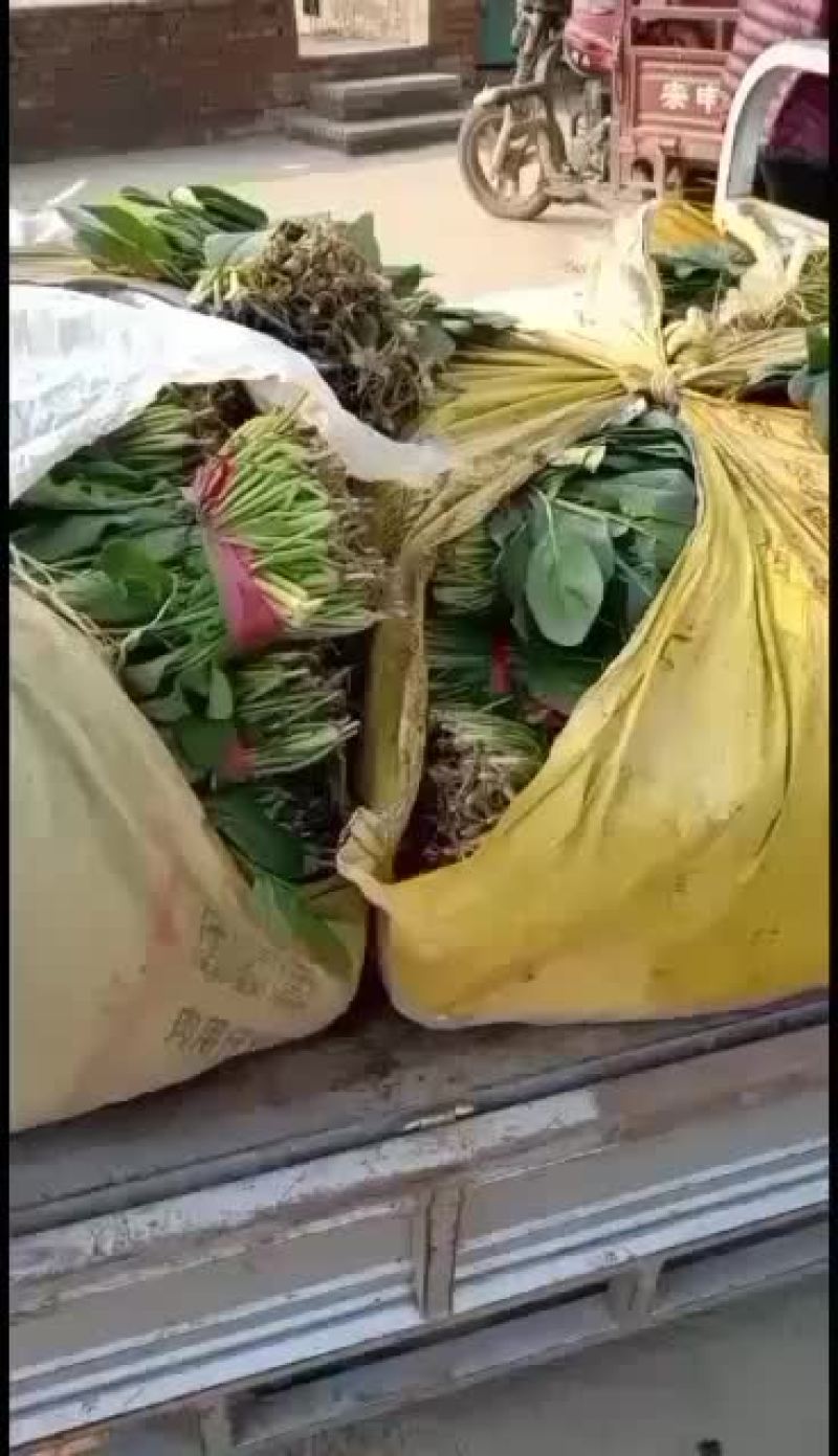 河北衡水菠菜正在大量上市中