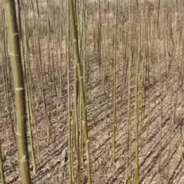 柳树苗，大量出售一年的柳树苗