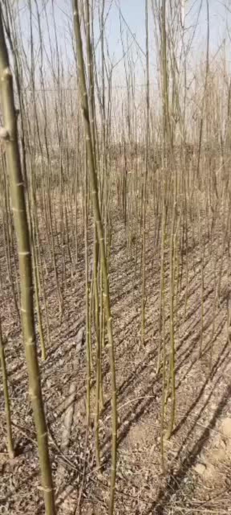 柳树苗，大量出售一年的柳树苗