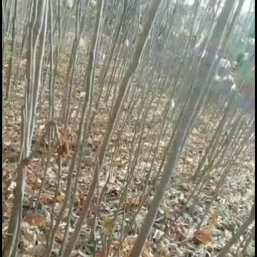 无患子，无患子苗，造林绿化苗