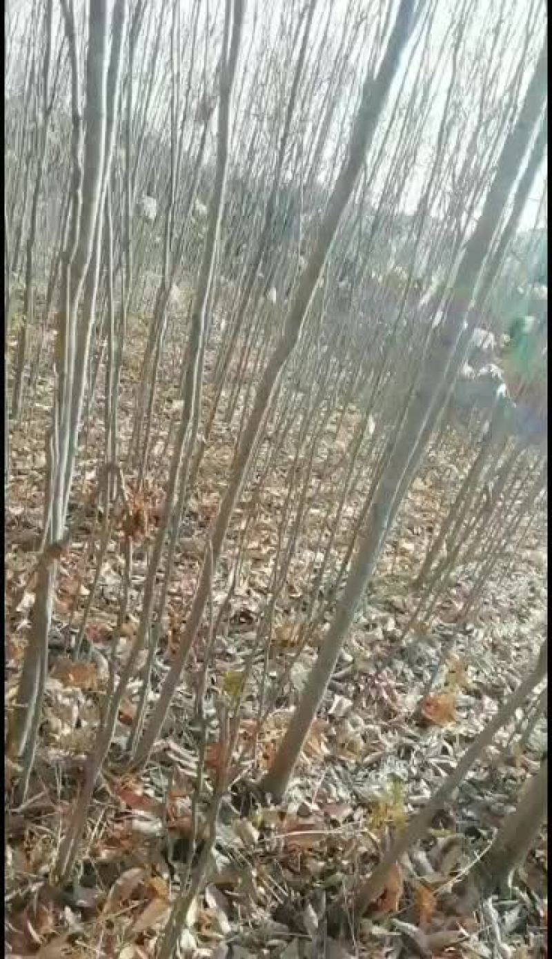 无患子，无患子苗，造林绿化苗