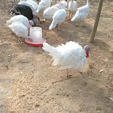 火鸡养殖场，火鸡苗批发，发货到家国内直达