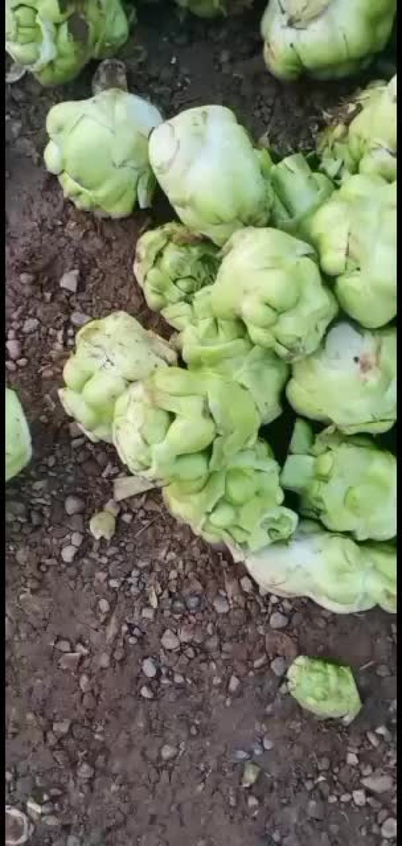四川榨菜大量有货有需要的老板随时联系