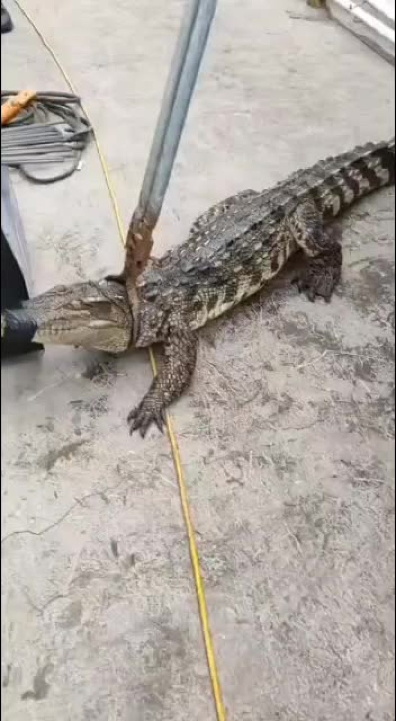 大型正规鳄鱼专业繁育基地