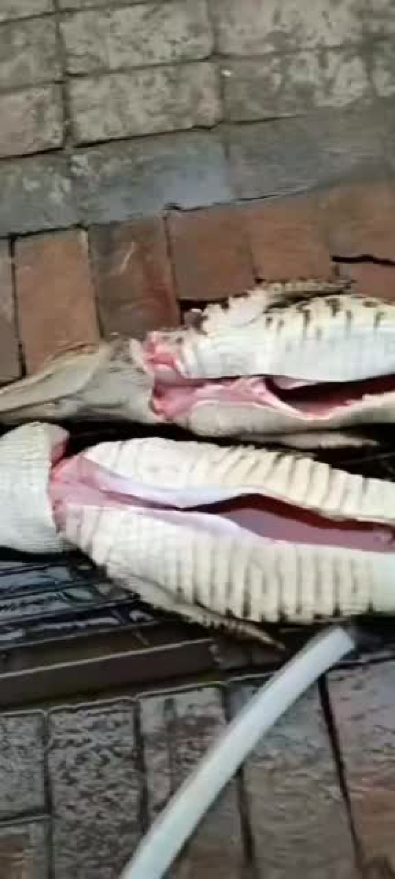 大型正规鳄鱼专业繁育基地