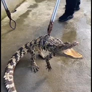 大型正规鳄鱼专业繁育基地