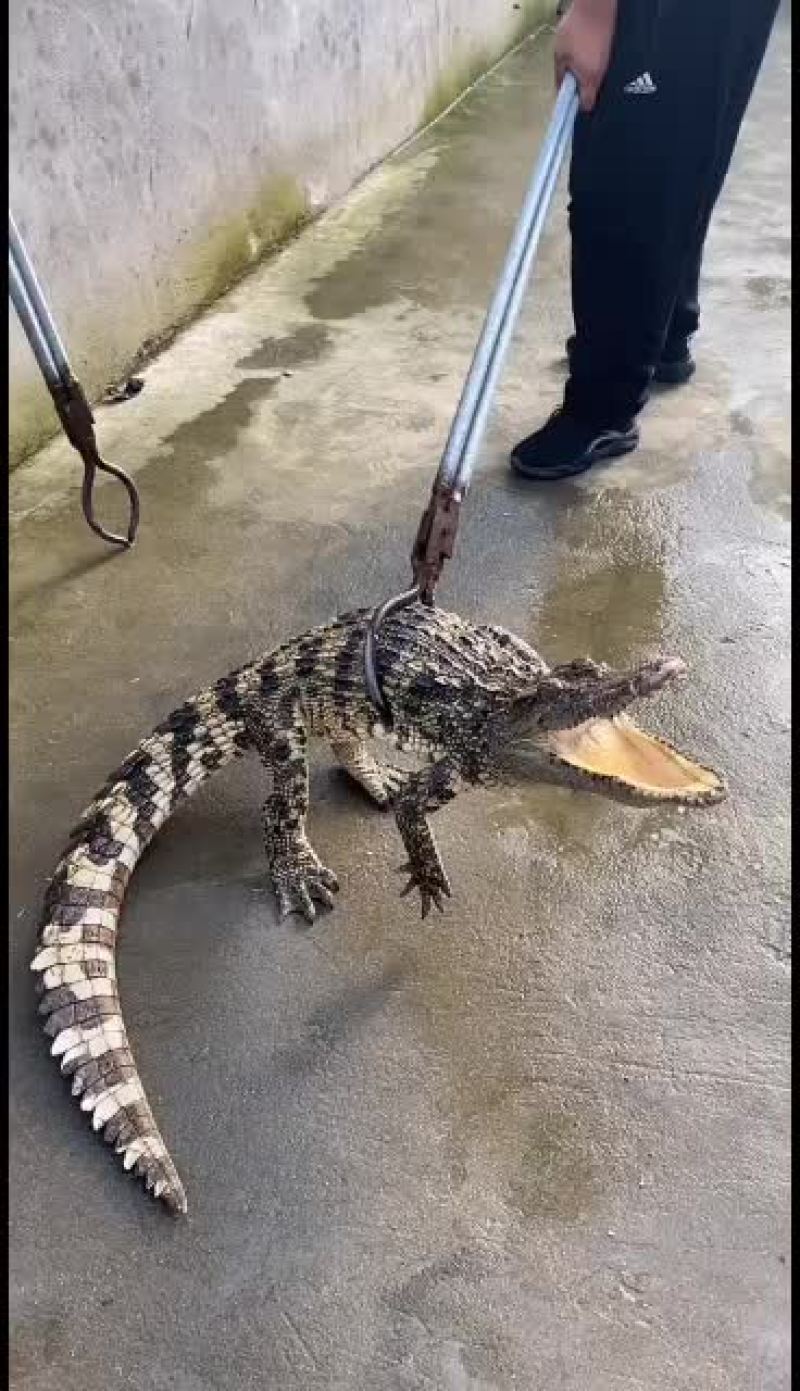 大型正规鳄鱼专业繁育基地