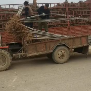 107无絮杨树苗基地专供