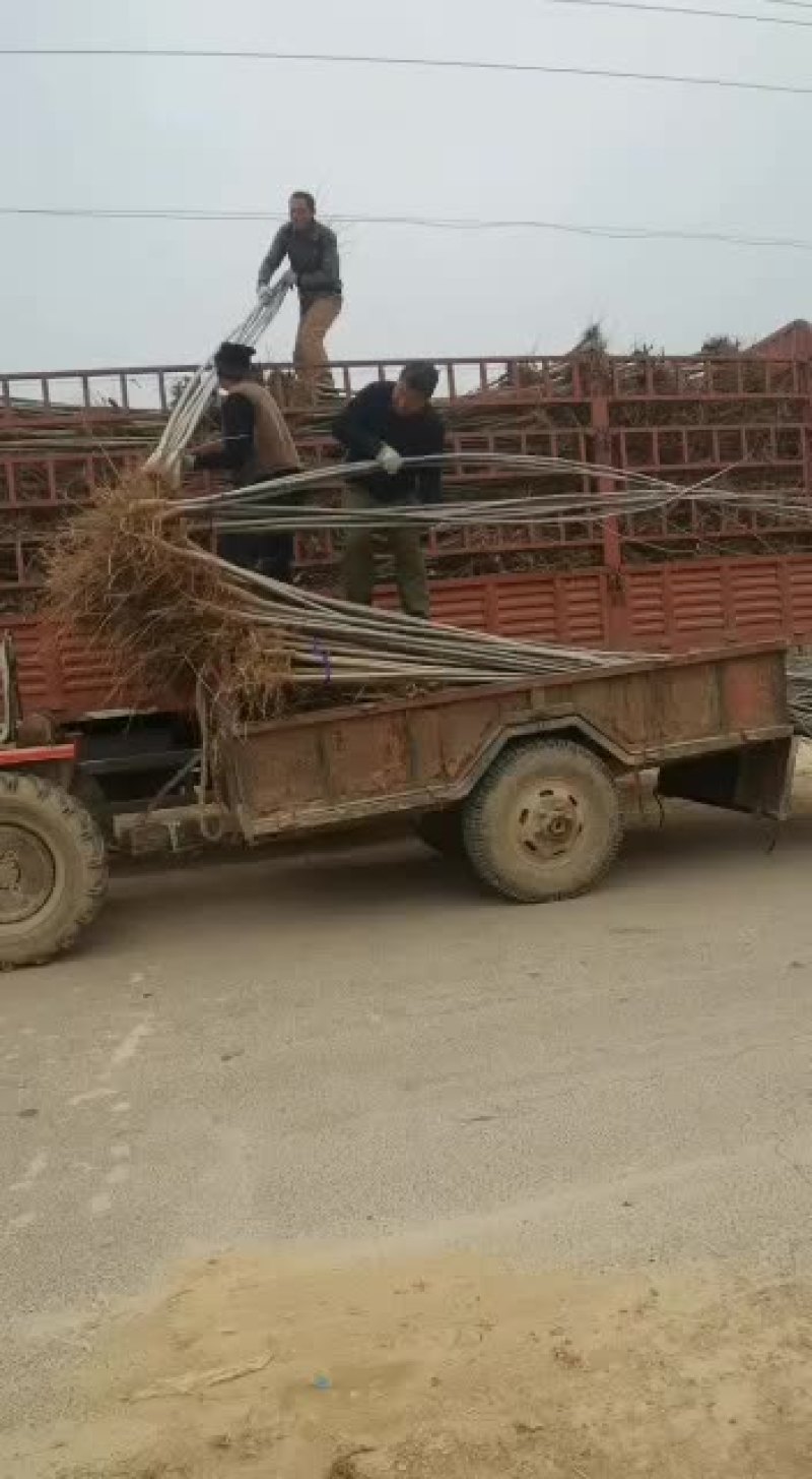 107无絮杨树苗基地专供