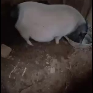 正宗巴马香猪，小香猪