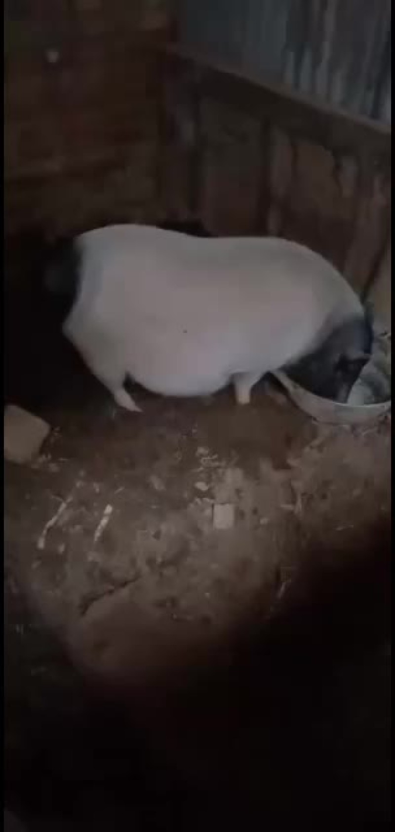 正宗巴马香猪，小香猪
