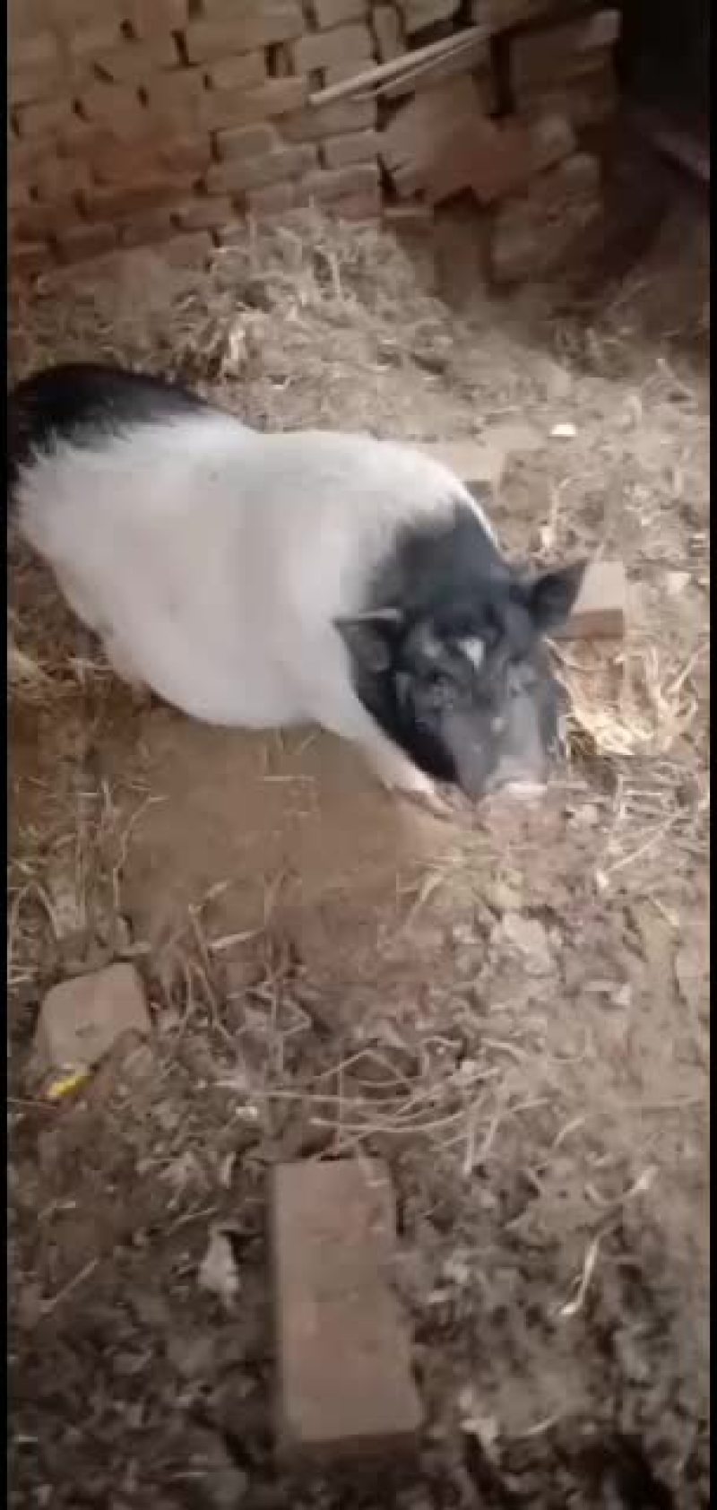 正宗巴马香猪，小香猪